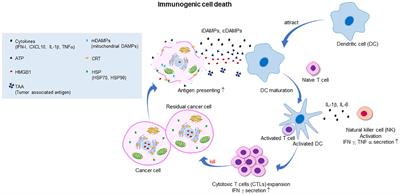 Emerging role of immunogenic cell death in cancer immunotherapy